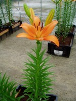 [1612 Bariton No02.JPG]